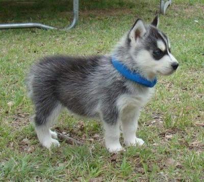 Vielversprechende Siberian Husky Welpen aus Champion Zucht mit VDH / DCNH / FCI
