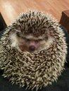 Afrikanische Weißbauch Igel abzugeben