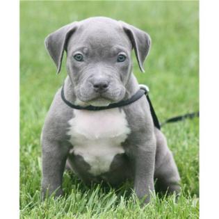 American Pitbull Terrier Welpen Bully Type