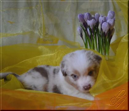 Australian Shepherd Welpen mit ASCA Papieren