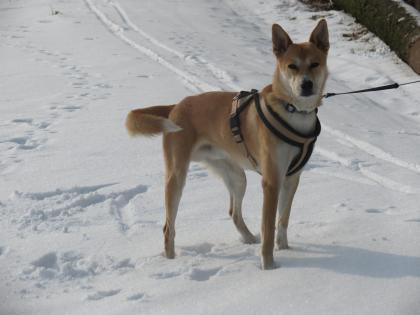 Hundetraining bvl Tierpension Dominik Lang