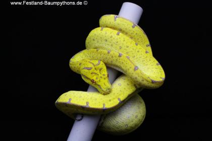 Morelia viridis