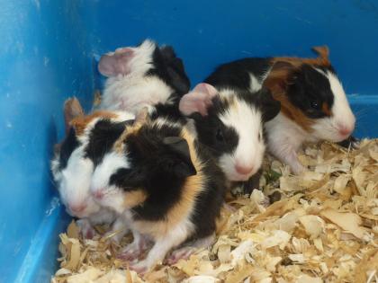 Gesunde junge Meerschweinchen abzugeben