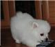 Zweispitz Pomerania 100 Reinrassig