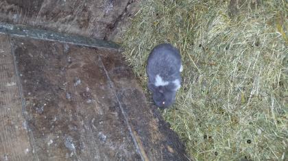Hasenkinder suchen liebes neues Zuhause