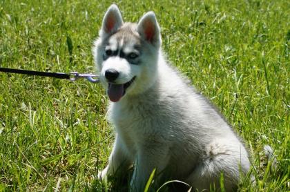 Gesunder rasse-typischer Husky-Welpe Rüde 10 Wochen aus streng kontrollierter