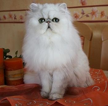 Perserkatze