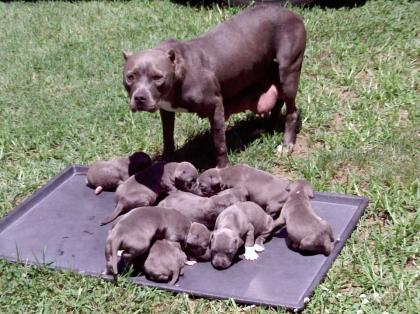 American Pit Bull Welpen