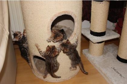 Aussergewöhnliche Bengalkitten