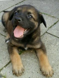 Schäferhund mix Welpe