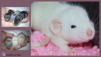 Wunderschöne Ratten Babys aus Liebhaberzucht