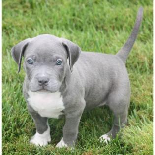Blueline welpen American Pitbull Terrier . .