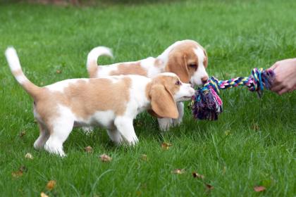 Beagle Welpen reinrassig tricolor in liebevolle