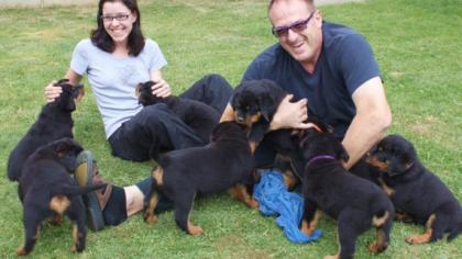 Rottweiler Welpen.