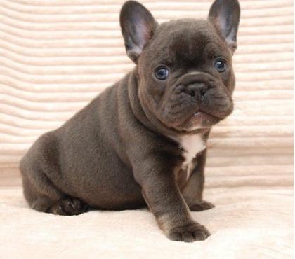 Französischer Bulldogge Welpen sucht neues zuhause.