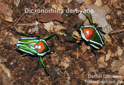 Dicronorhina derbyana schöne Käfer Rosenkäfer Engerlinge