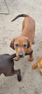 4 Rhodesian Ridgeback x Magyar Vizsla Welpen