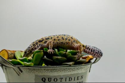Leopardgecko 1. 13. 16