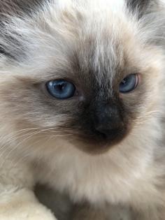 Heilige Birma/Ragdoll Kater