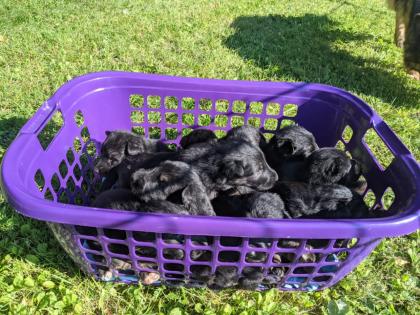 Altdeutsche Schäferhunde Welpen