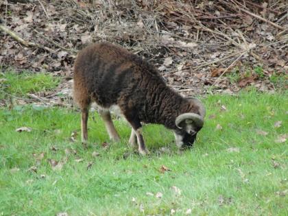 Soay Schafbock vom April 2022 zu tauschen oder auch Verkauf 120Euro