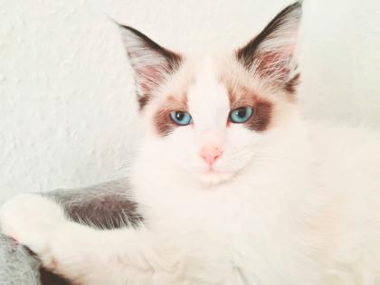 Birma Ragdoll Kitten