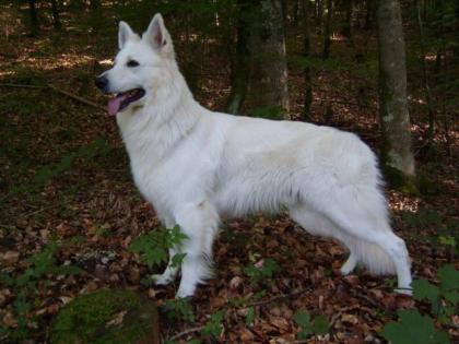 Weißer Schäferhund Deckrüde