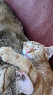 EKH Kitten 4 Monate