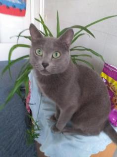 Reinrassiger Russisch Blau Deckkater ausgezeichneten Stammbaum.