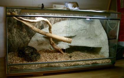 0. 1 Boa Constrictor 1 60 m 2 Jährig mit Vollglas-Terrarium