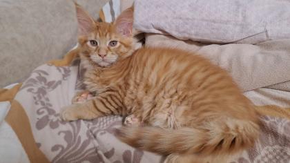 Maine Coon Katerchen Reinrassiger