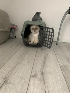 Scottish fold