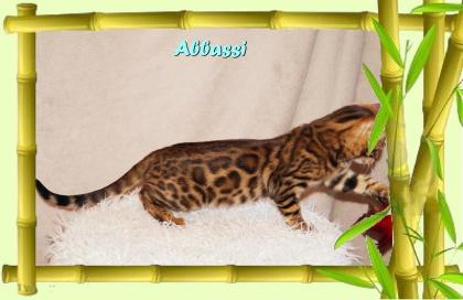Bengal Kater sehr pfiffig keck und immer fröhlich sucht ein tolles Zuhause