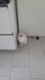 Schmusekatze sucht ein liebevolles zuhause