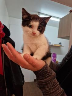 Bauerhofkitten suchen Zuhause katzen Kater kitten