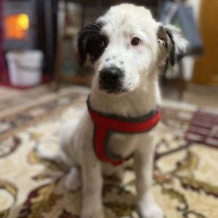 Orestes / Status sucht ein Zuhause