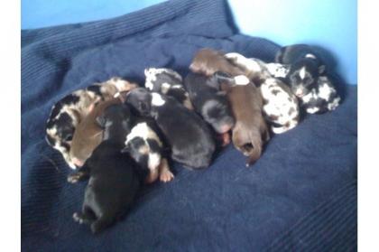 Australian Shepherd Welpen ASCA Papiere