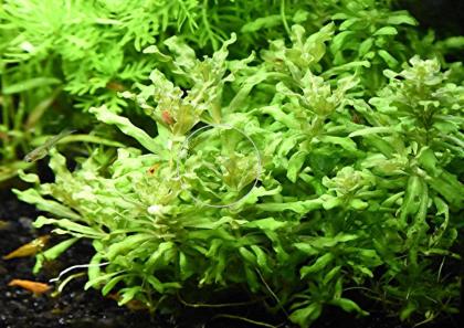 Kleiner Wasserstern Bündel Aquariumpflanzen Versand/ Abholung