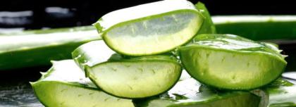 Warum hilft dir nur reine Aloe Vera
