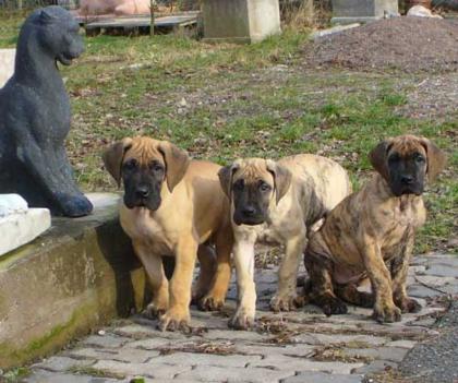 Deutsche Dogge Welpe gestromt
