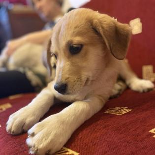 Irma / Status sucht ein Zuhause