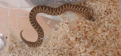 Nz von Hakennasennattern H. nasicus abzugeben