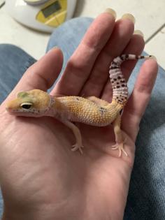 1. 0 Tangerine Het Raptor Leopardgecko Enz 22/ Übergabe Houten oder Hamm möglich