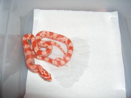 Kornnattern albino amelanistisch het. motley charcoal