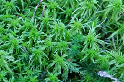 Biete Sphagnum Moos Torfmoos lebend echt