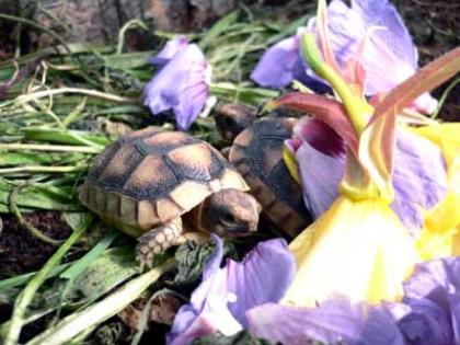 Landschildkröten-Nachzuchten 2022