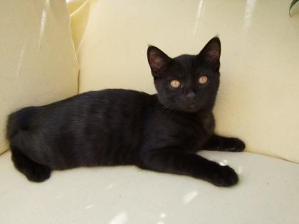 Zwei kleine Kätzchen / Kitten