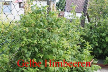 Biete Gelbe Himbeeren Getopft.