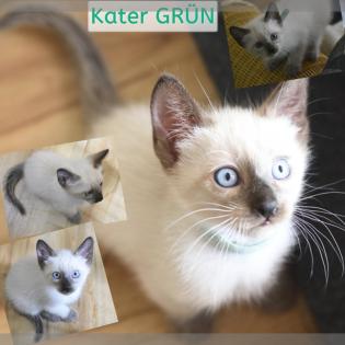 SIAM KITTEN seal point ab August auszugsbereit