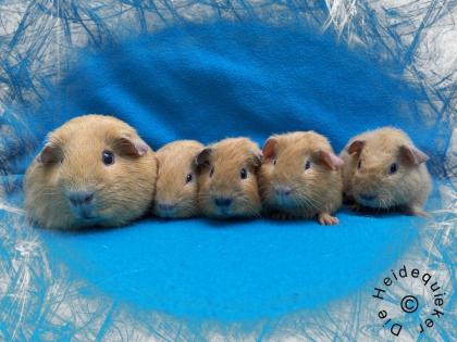 US Teddy Meerschweinchen Kastrate und Erzieherschweinchen zur Abgabe